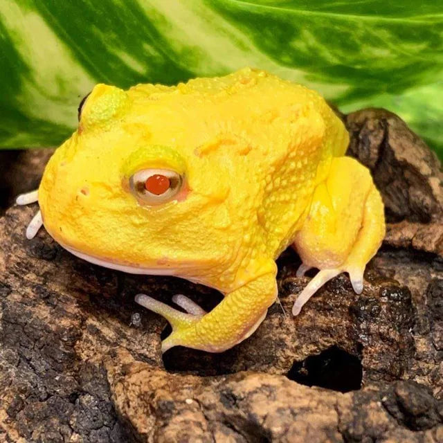 Pacman Frog - Pikachu