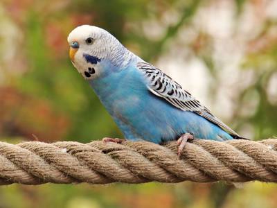 Blue Budgies