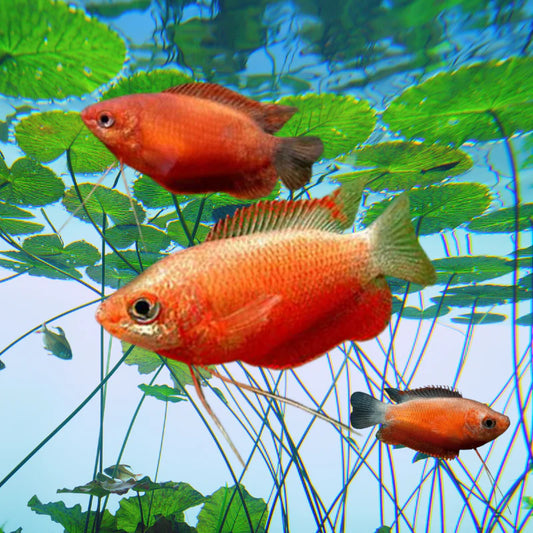 Fire Red Honey Gourami