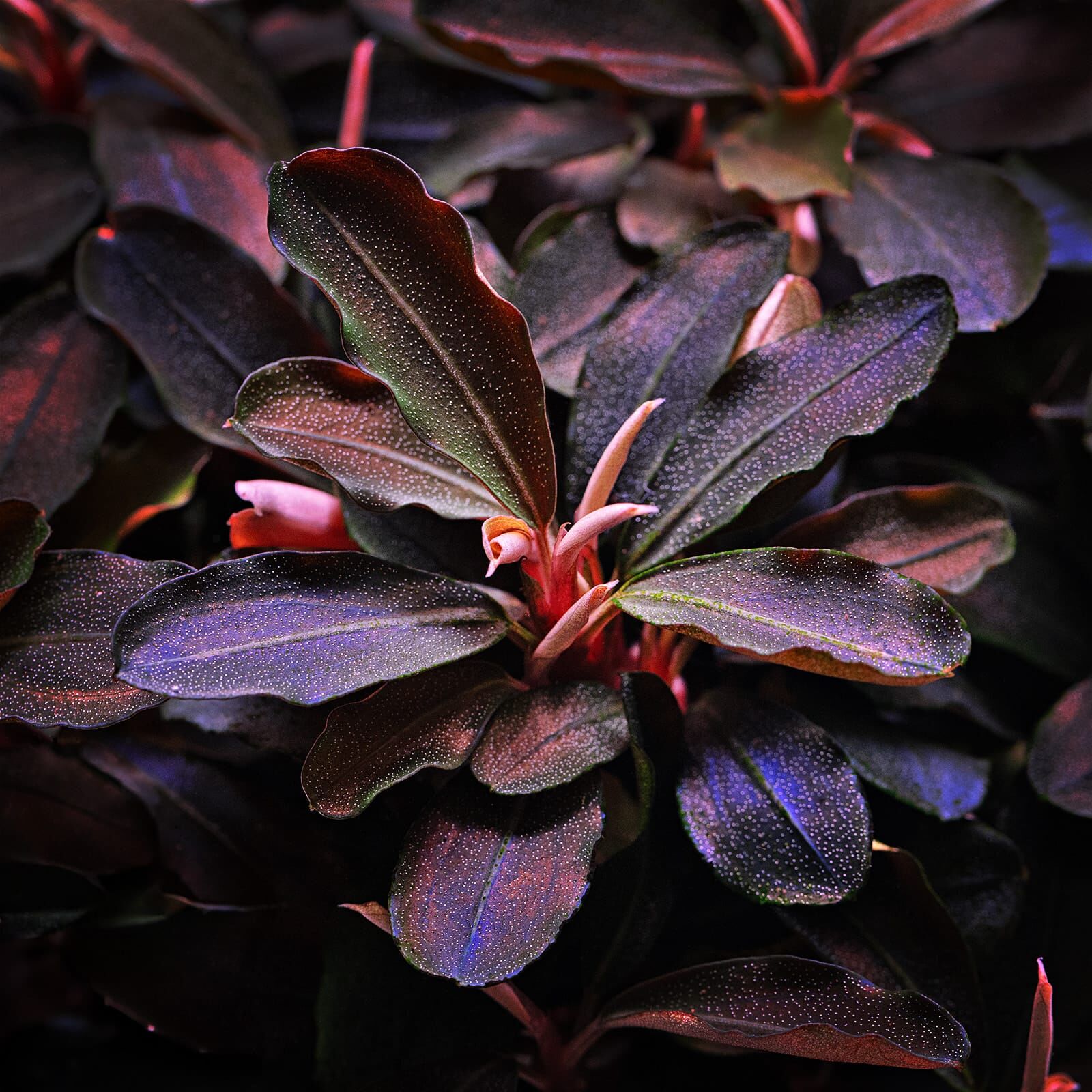 Bucephalandra - Pet Cuisine & Accessories