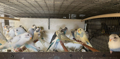 Fancy Budgies