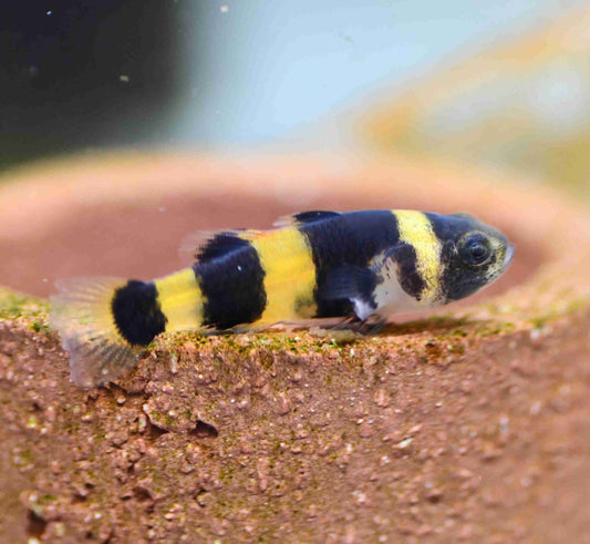 Bumble Bee Goby