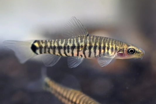 Loach Dwarf Hovering Zebra