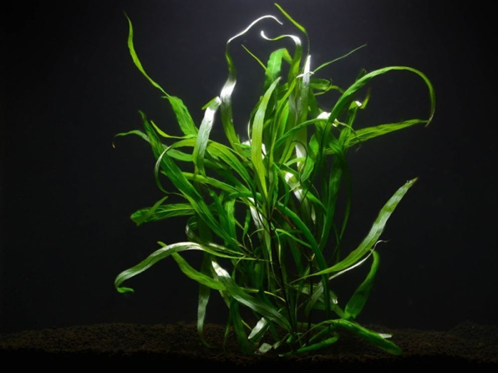 Hygrophila Costata