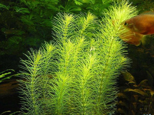 Rotala Nanjenshan