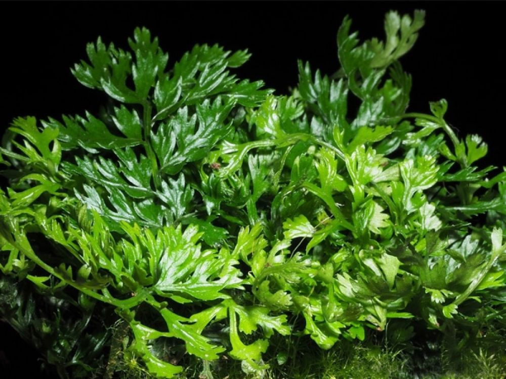 Bolbitis Heteroclita Asiatica