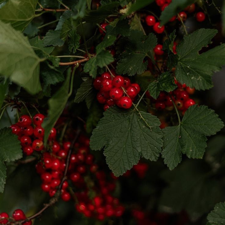 Soy Candle - Red Berry & Laurel