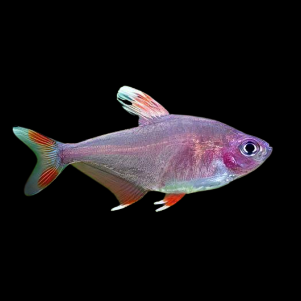 Candy Cane Tetra