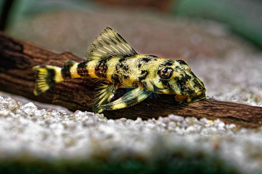 Clown Pleco (Panaque maccus)