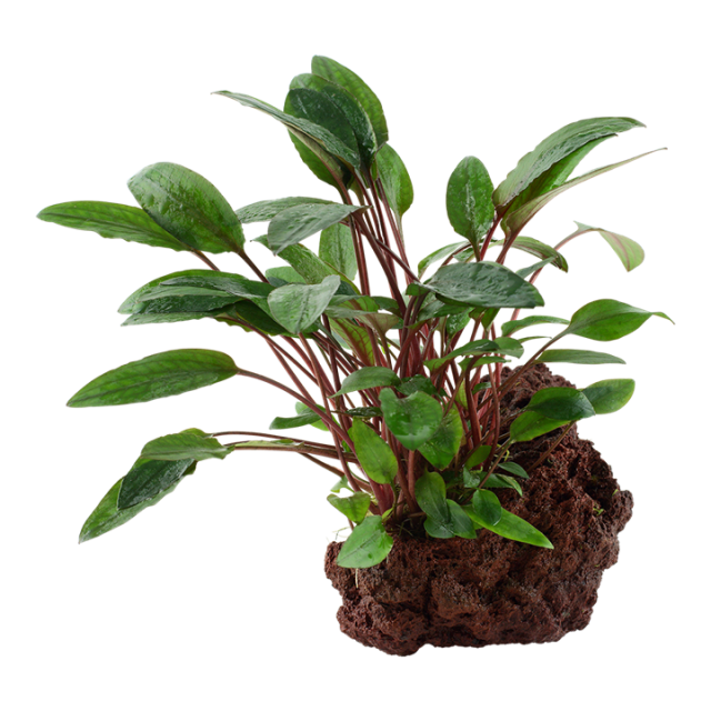 Cryptocoryne Beckettii