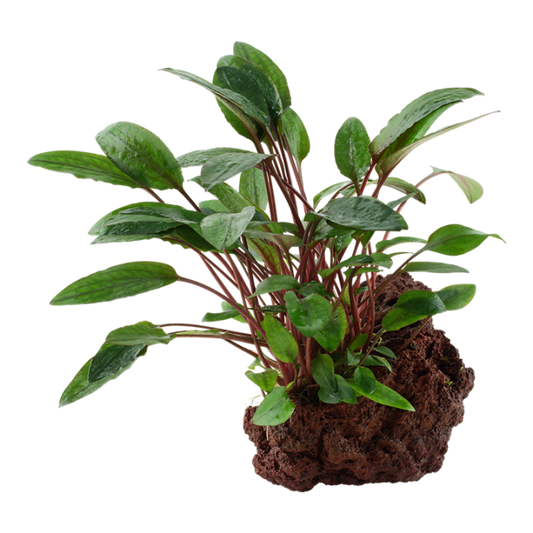 Cryptocoryne Beckettii