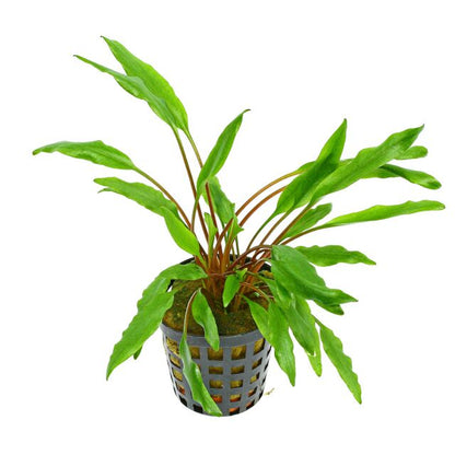 Cryptocoryne (Local)