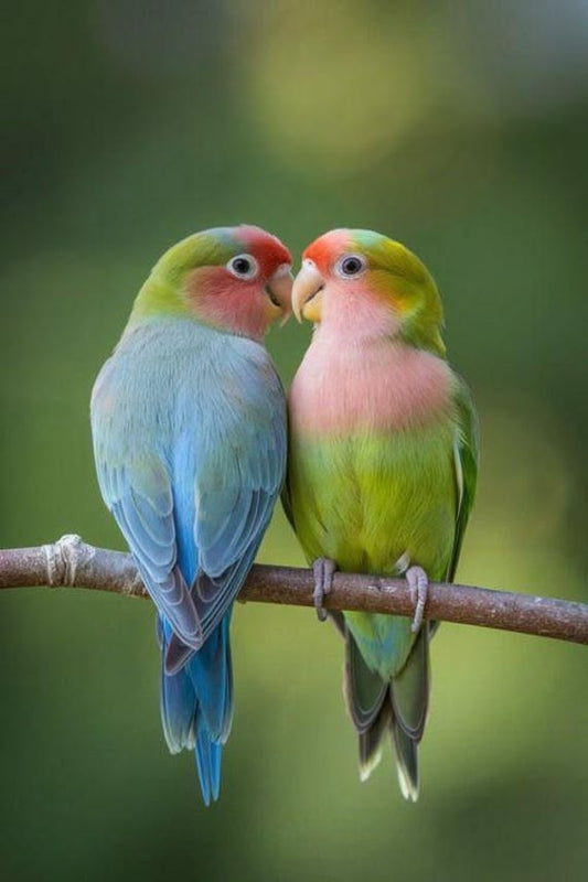Lovebird