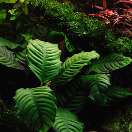 Anubias Barteri 'Wrinkle Leaf'