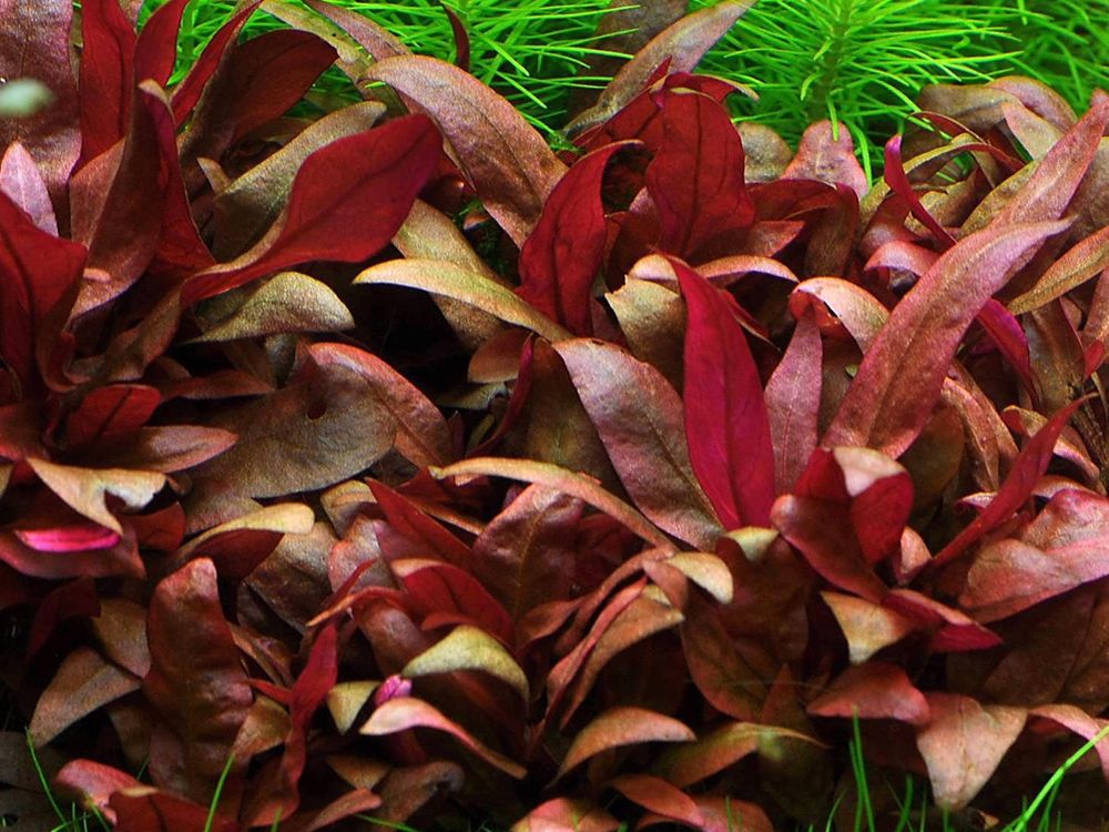 Alternanthera Lilacina