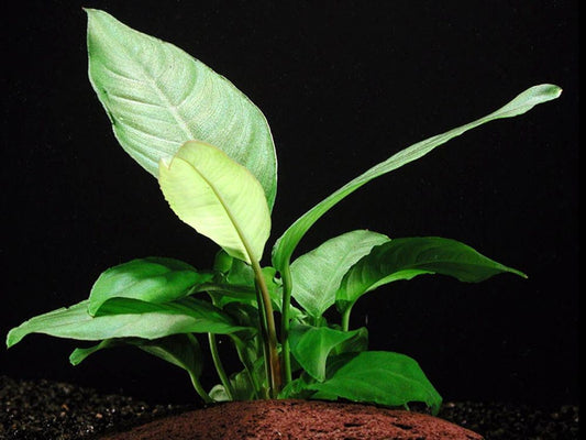 Anubias Heterophylla