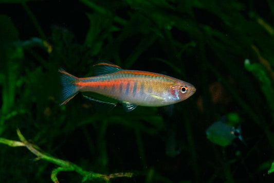 GloLight Danio