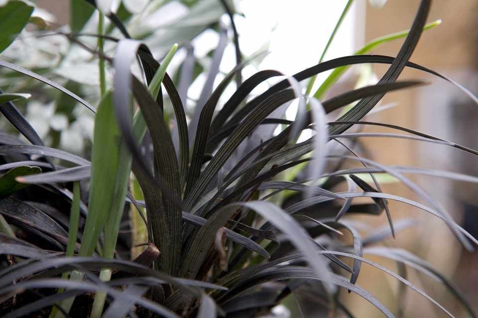 Ophiopogon Pusillus