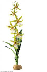 Exo-Terra - Spider Orchid