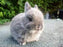 Dwarf Rabbit