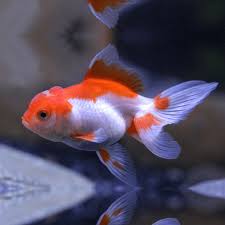Red & White - Oranda Goldfish Medium