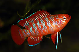 Badis Scarlet ( Dario)
