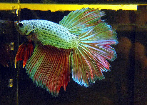 Betta Fish Male- Dragon Scale