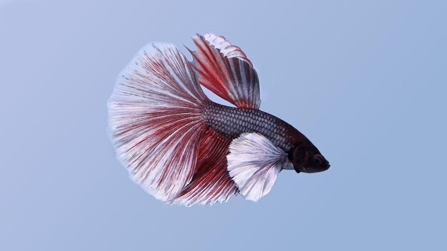 Betta Fish- Dumbo Ears