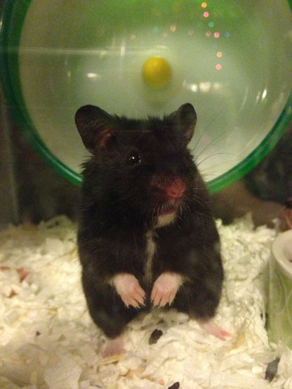 Hamster Bear