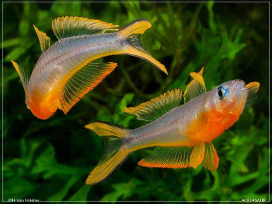 Rainbow Forktail Blue-Eye