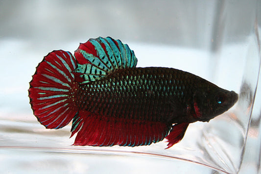 Betta, Giant- Short tail