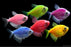 Glofish Tetra Assorted