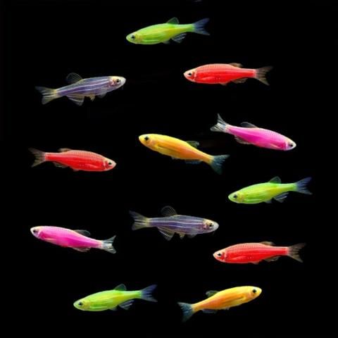 Assorted Danio Glofish