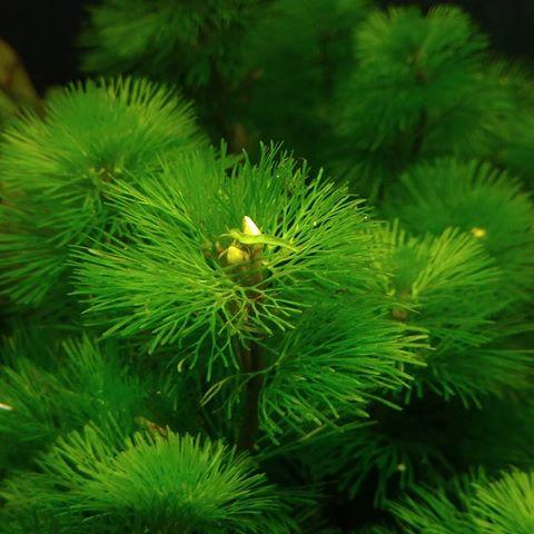 Green Cabomba