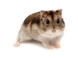 Dwarf Hamster - Campbell's