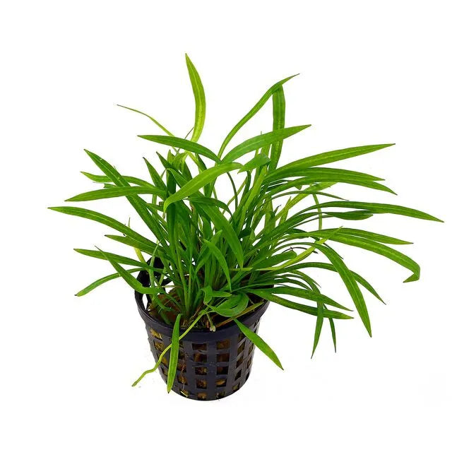 Helanthium (LOCAL)