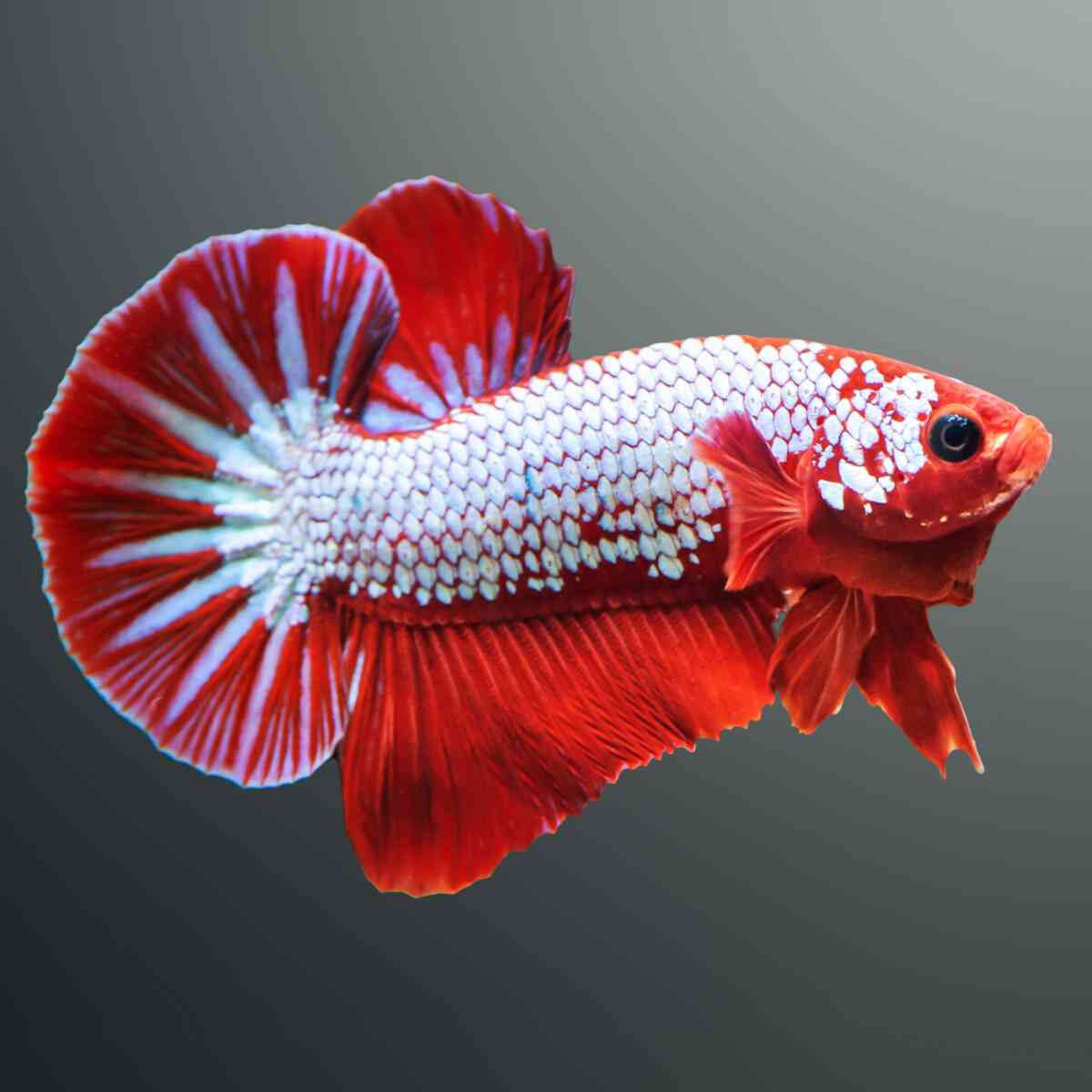 Betta Hellboy Helicopter- Male