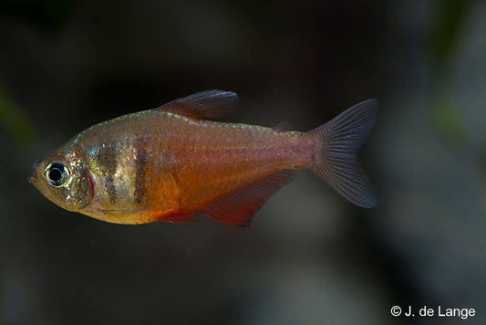 Van Rio Orange Tetra