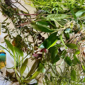 Assorted Aquatic Plants