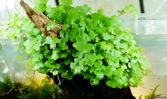 Hydrocotyle Tripartita (LOCAL)