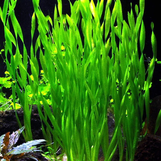 Vallisneria - Gigantea