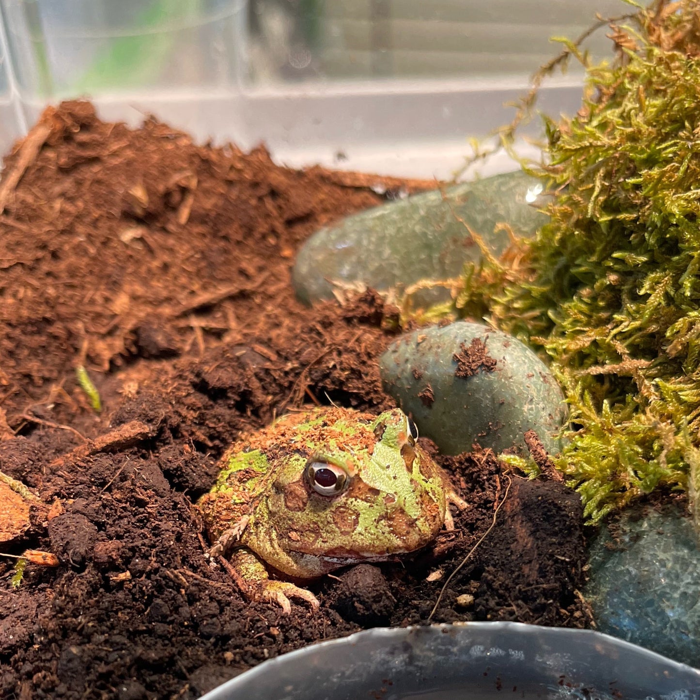 Pacman Frog aka Green Horned Frog