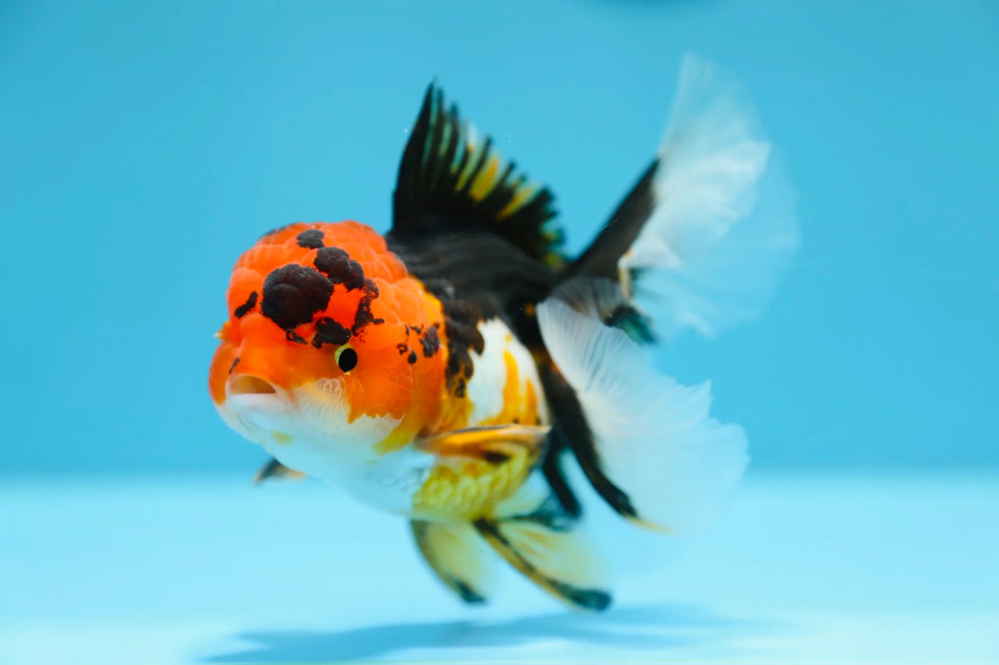Tricolor - Oranda Goldfish Medium