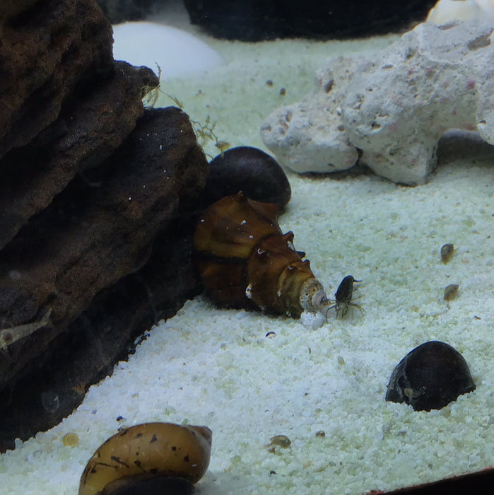Spiny Burmese Snail