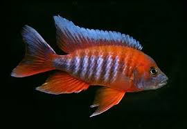 Eureka Red Jake Peacock Cichlid