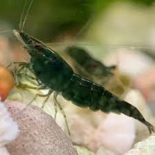 High Grade Shrimp