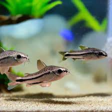 Pygmy Corydora