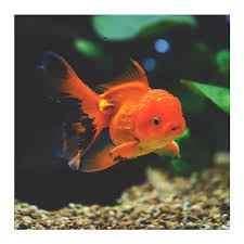 Red - Oranda Goldfish Medium
