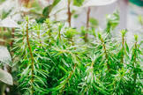 Rotala Bossi