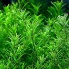 Rotala Rotundifolia Wayanad